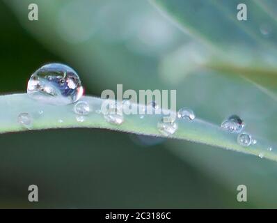 Gouttes de pluie sur une feuille Banque D'Images