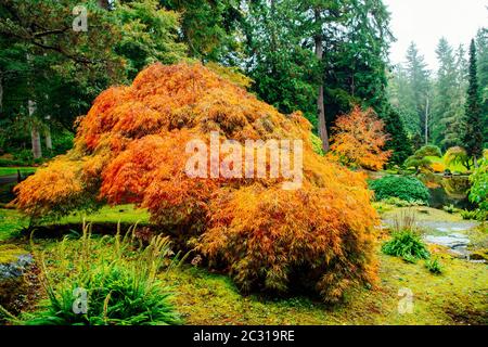 Bloedel Reserve, Bainbridge Island, Washington, USA Banque D'Images