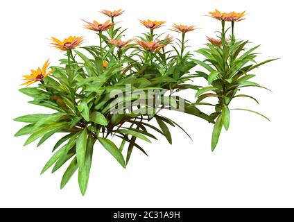 Rendu tridimensionnel de plantes de calendula avec des fleurs isolées sur fond blanc Banque D'Images