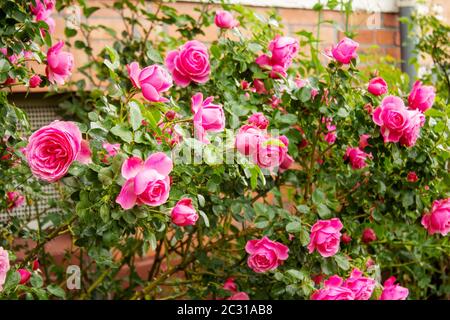 Pétales de rose avec la célèbre Rosa Centifolia Foliacea, la Provence Rose ou la Cabbage Rose Banque D'Images