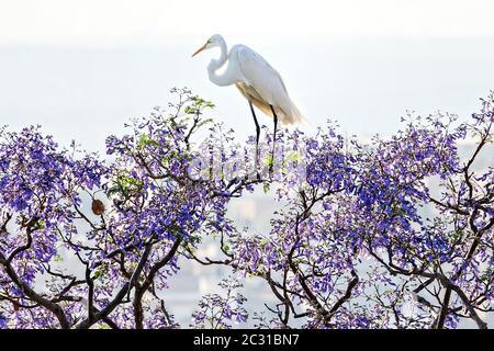 Un grand aigreet perché au sommet d'un arbre Jacaranda en pleine floraison à San Miguel de Allende, au Mexique. Banque D'Images