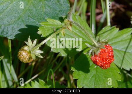 Fraise sauvage - fruit et feuille Fragaria vesca Banque D'Images