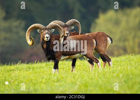 Deux impressionnants mouflon, ovis musimon, béliers avec de longues cornes debout à proximité sur la prairie en automne. Impressionnant sauvage de surveillance de mammifères mâles Banque D'Images