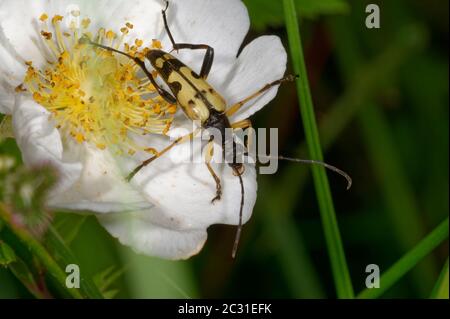 Longicorne noire et jaune - Strangalia maculata, sur la fleur de la Bramette Banque D'Images