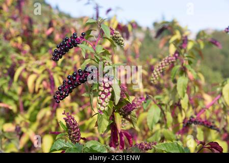 Pokeweed américain (Phytolacca) à l'extérieur dans un jardin Banque D'Images