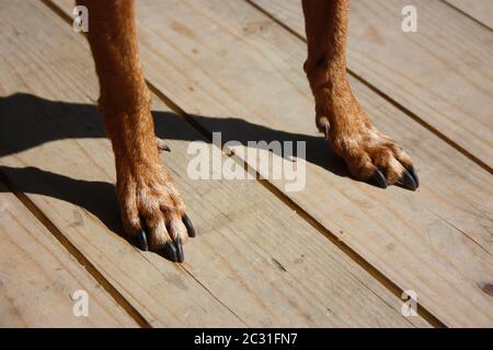 deux pattes brunes poilues d'un petit chien avec de longs ongles noirs sur des planches en bois Banque D'Images