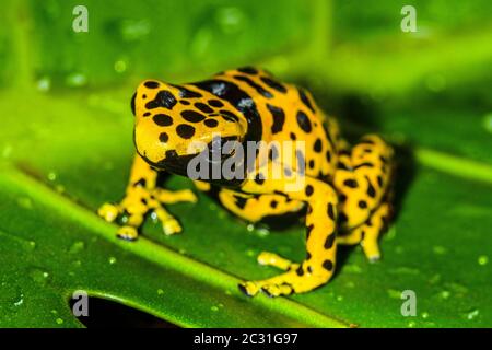 Dendrobates leucomelas 'Microspot', captive élevée, Understory Enterprises, Native to: Venezuela Banque D'Images