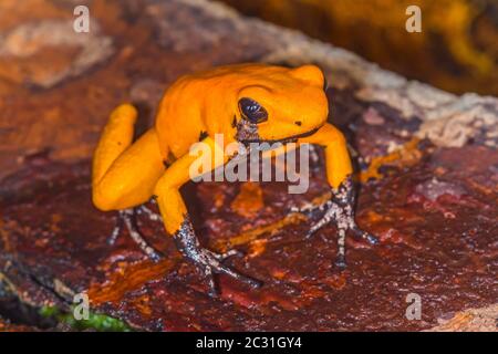 Golden poison Frog (Phyllobates terribilis) 'Orange Black foot', captive élevée, Understory Enterprises, Native to: Colombie Banque D'Images