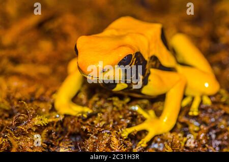 Dendrobates tinctorius 'mount matecko', captive Raised, Understory Enterprises, Native to : Banque D'Images