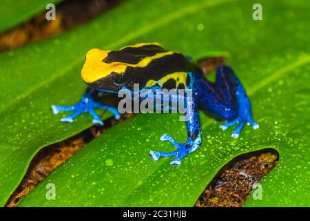 Dendrobates tinctorius 'cobalt', captive élevée, Understory Enterprises, Native to: Suriname Banque D'Images