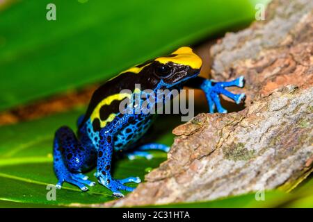 Dendrobates tinctorius 'cobalt', captive élevée, Understory Enterprises, Native to: Guyana, Suriname, Brésil, et presque tous les Gu français Banque D'Images