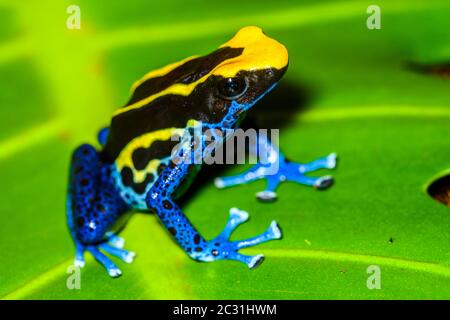 Dendrobates tinctorius 'cobalt', captive élevée, Understory Enterprises, Native to: Guyana, Suriname, Brésil, et presque tous les Gu français Banque D'Images