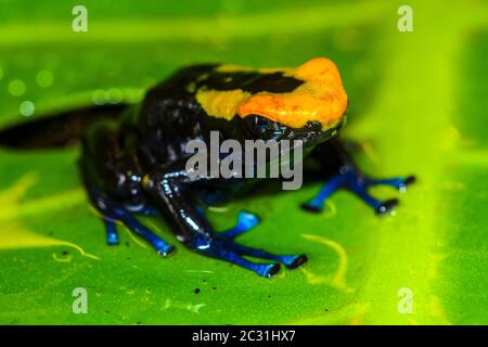 Dendrobates tinctorius 'cobalt', captive élevée, Understory Enterprises, Native to: Guyana, Suriname, Brésil, et presque tous les Gu français Banque D'Images