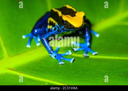 Dendrobates tinctorius 'cobalt', captive élevée, Understory Enterprises, Native to: Guyana, Suriname, Brésil, et presque tous les Gu français Banque D'Images