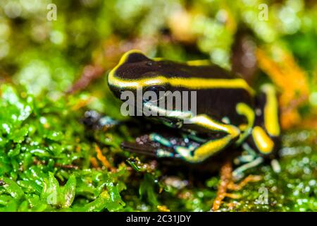 Dart Frog (Dendrobates truncatus), Entreprises captives de sous-étage, Native to: Colombie Banque D'Images