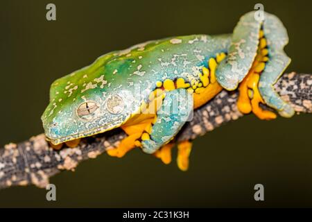 Grenouille à feuilles frangées (Cruziohyla craspedopus), Entreprises captives à étage inférieur, indigènes aux basses terres amazoniennes en Amérique du Sud Banque D'Images