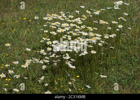 Un petit groupe de pâquerettes à œil-de-bœuf (Leucanthemum vulgare), une usine commune de bord de route au Royaume-Uni et ailleurs. Banque D'Images