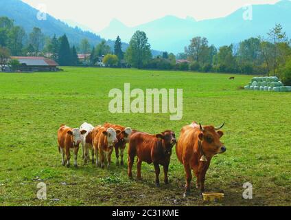 Bonne vache à lait avec des veaux sur grand pré Banque D'Images