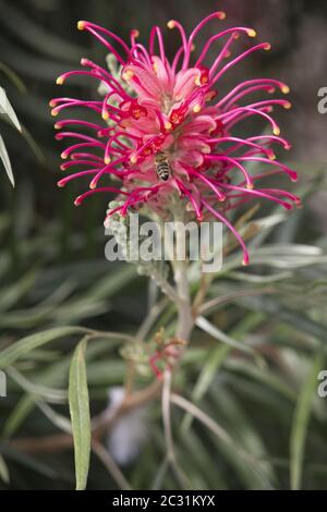 Chêne soyeux rouge, chêne soyeux nain, Bankss' grevillea, Byfield waratah, Grevillea banksii Banque D'Images