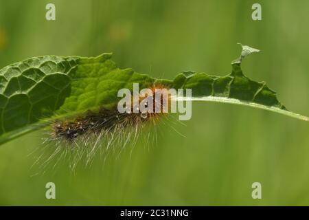 Chenille de Garden Tiger Moth Banque D'Images