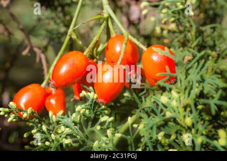 branche avec des fruits de rosehip qui pousse sauvage dans les montagnes argentines Banque D'Images