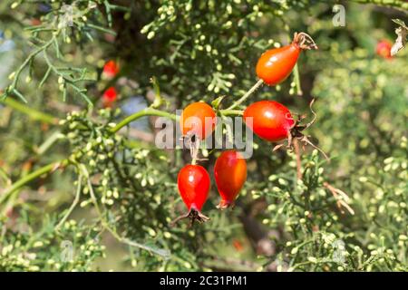 branche avec des fruits de rosehip qui pousse sauvage dans les montagnes argentines Banque D'Images