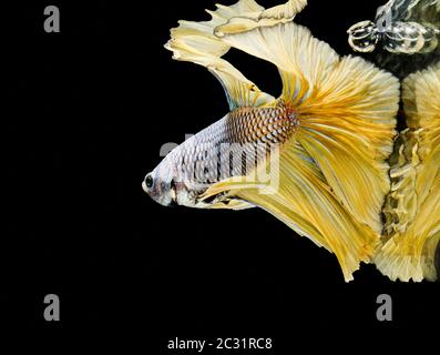 Les poissons de combat siamois combattent les poissons jaunes, Betta splendens, Betta Fish, Halfmoon Betta. Banque D'Images