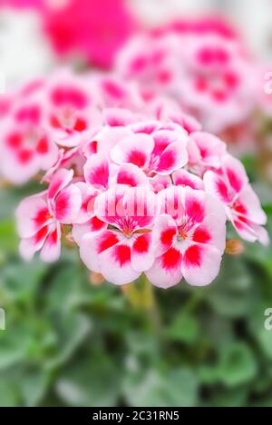 Géraniums, plantes de pélargonium en pot. Pleine fleur et prêt pour maison décorée. Banque D'Images