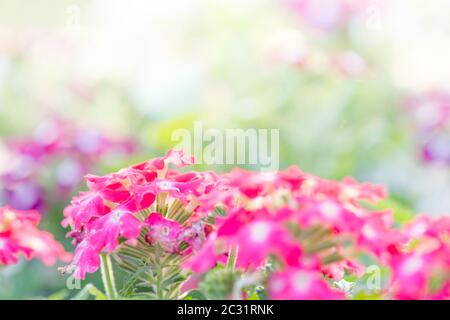 Doux, sélectif foyer de fleur, fleur floue pour le fond, plantes colorées Banque D'Images