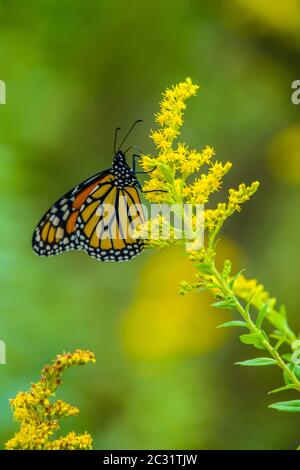Papillon monarque (Danaus plexippus), Grand Sudbury, Ontario, Canada Banque D'Images