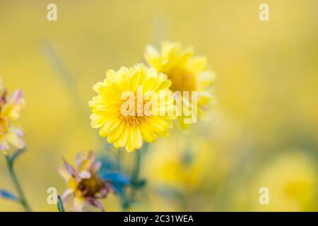 Chrysanthème jaune chrysanthème, fleurs dans le jardin. Arrière-plan flou pour fleurs, plantes colorées Banque D'Images