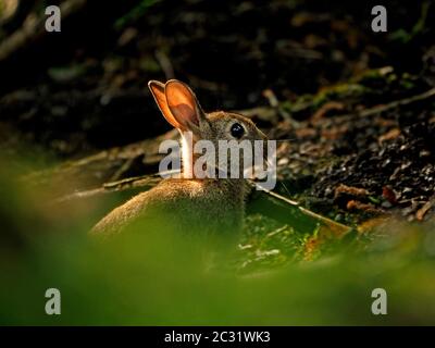 Soleil du matin brillant à travers les oreilles roses d'un joli petit lapin - lapin européen (Oryctolagus cuniculus) dans les bois sombres de Cumbria, Angleterre, Royaume-Uni Banque D'Images