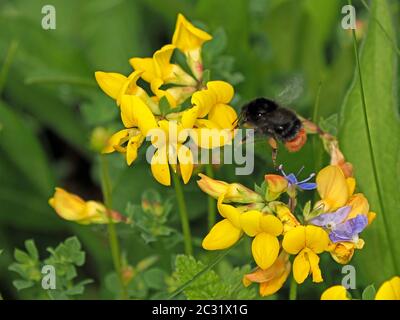 L'abeille roulante volante à carafe (Bombus ruderarius) visite des fleurs de trèfle de Birdsfoot (Lotus corniculatus) dans la prairie de fleurs sauvages de Cumbria, Angleterre, Royaume-Uni Banque D'Images