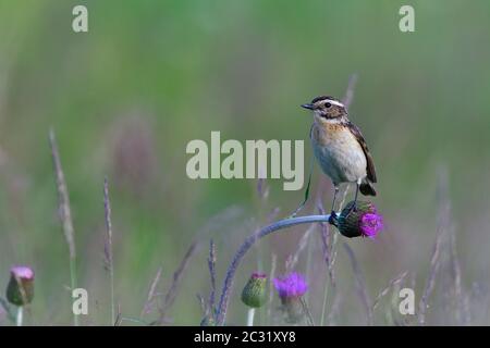 Femme Whinchat sur une ombre au printemps Banque D'Images