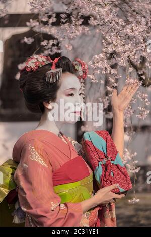 En Maiko un kimono posant devant une maison traditionnelle japonaise entourée de cerisiers. Banque D'Images