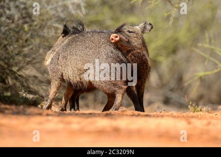 Peccary/javelina (Pecari tajacu), Santa Clara Ranch, comté de Starr, Texas, États-Unis Banque D'Images