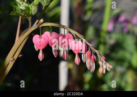 Lamprocapnos spectabilis, saignant fleur de coeur Banque D'Images