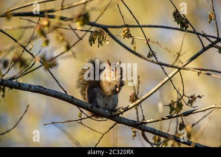 Écureuil gris de l'est (Sciurus carolinensis) Eating Maple Seeds, parc national de Palmetto Island, Louisiane, États-Unis Banque D'Images