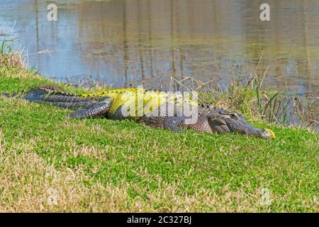 Grand alligator recouvert d'algues vertes dans le parc national de Brazos Bend, au Texas Banque D'Images