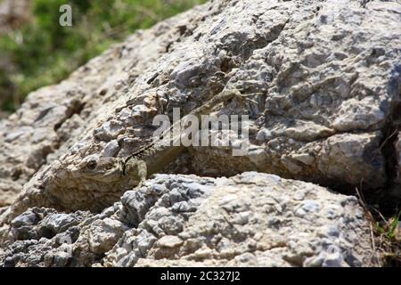 Agama étoilé ou agama de roche de queue de cheval (Stellagama stellio, Syn.agama stellio, Laudakia stellio) Banque D'Images