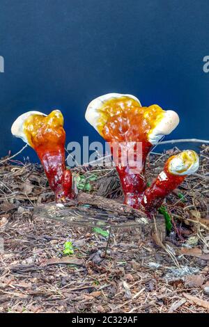 Ganoderma champignon, Ling Zhi champignon, (Ganoderma lucidium), en développement fructification corps, E USA, par James D Coppinger/Dembinsky photo Assoc Banque D'Images