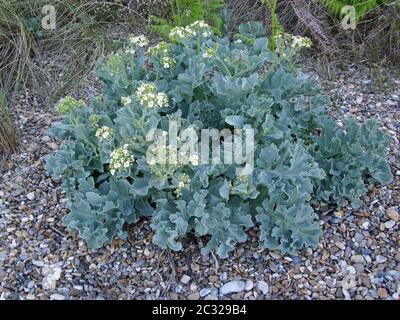 Le chou de mer (Crambe maritima) fleurit sur une plage de galets avec un fond de galets et de végétation. Banque D'Images