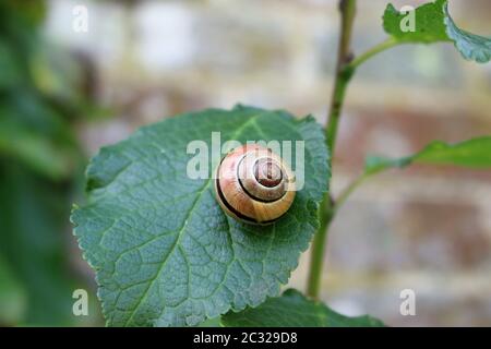 Grove ou lèvres marron, escargot Cepaea nemoralis, sur une feuille avec un fond d'un mur de briques et de feuilles. Banque D'Images