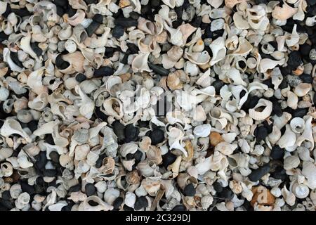 Coquilles cassées et érodé, principalement le buccin (Buccinum undatum), sur une plage de galets avec des cailloux multicolores et charbon de mer formant un joli effet de collage. Banque D'Images