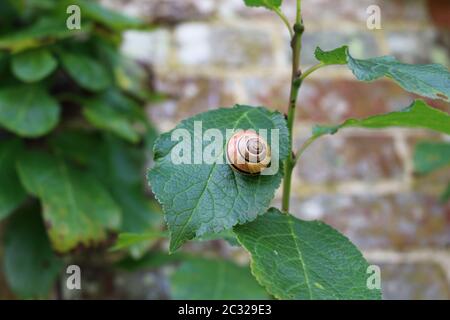 Grove ou lèvres marron, escargot Cepaea nemoralis, sur une feuille avec un fond d'un mur de briques et de feuilles. Banque D'Images