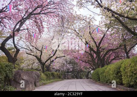 Belle fête hanami avec la fleur rose de cerisier du parc Asukayama dans le quartier de Kita à Tokyo Banque D'Images