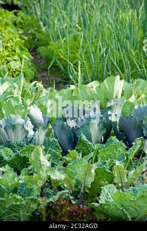 Chou de Savoie, chou rouge et vert avec d'autres légumes dans une répartition Banque D'Images