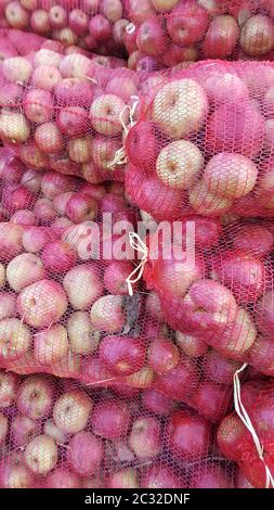 Les pommes mûres sont prélevées pour être transportées dans une installation de production industrielle. Industrie alimentaire.image Banque D'Images