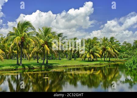 Jardin botanique tropical Fairchild Banque D'Images