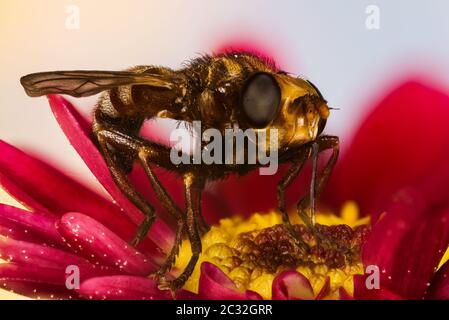 Mise au point sur le portrait de la pince à abeille rouilleuse. Son nom latin est Sicus ferrugineus. Banque D'Images